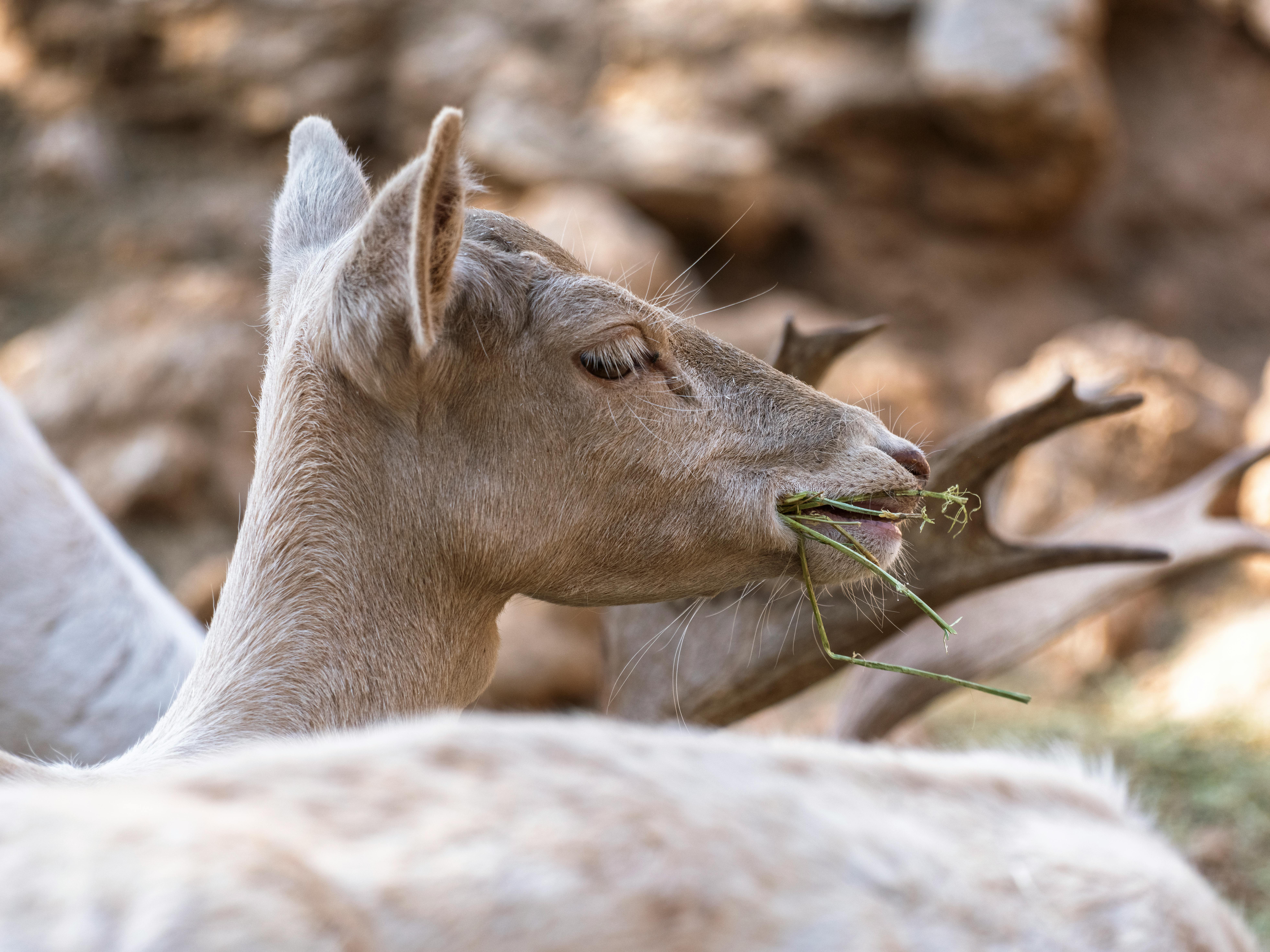 grátis Vista lateral de um cervo comendo grama ao ar livre em um ambiente natural, ilustrando a beleza da vida selvagem. Foto profissional