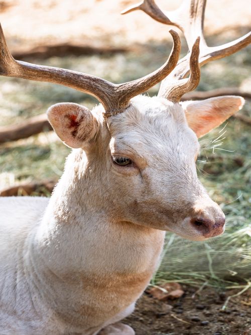 Free A serene white deer with antlers relaxing outdoors on a sunny summer day. Stock Photo