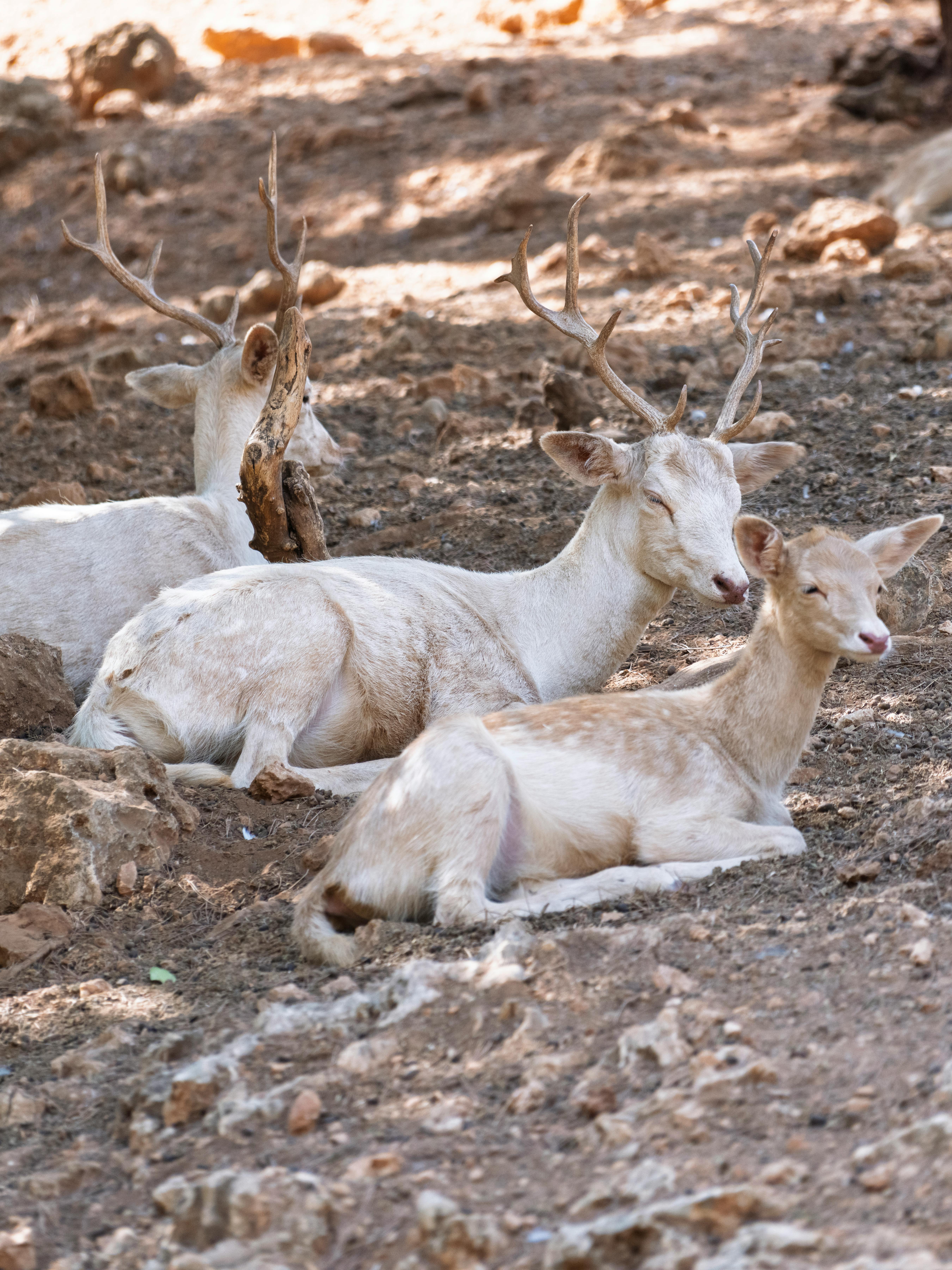 grátis Veado branco deitado em solo rochoso em habitat natural, ambiente sereno e tranquilo. Foto profissional