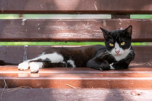 Free A black and white cat lounging on a sunlit wooden bench outdoors. Stock Photo