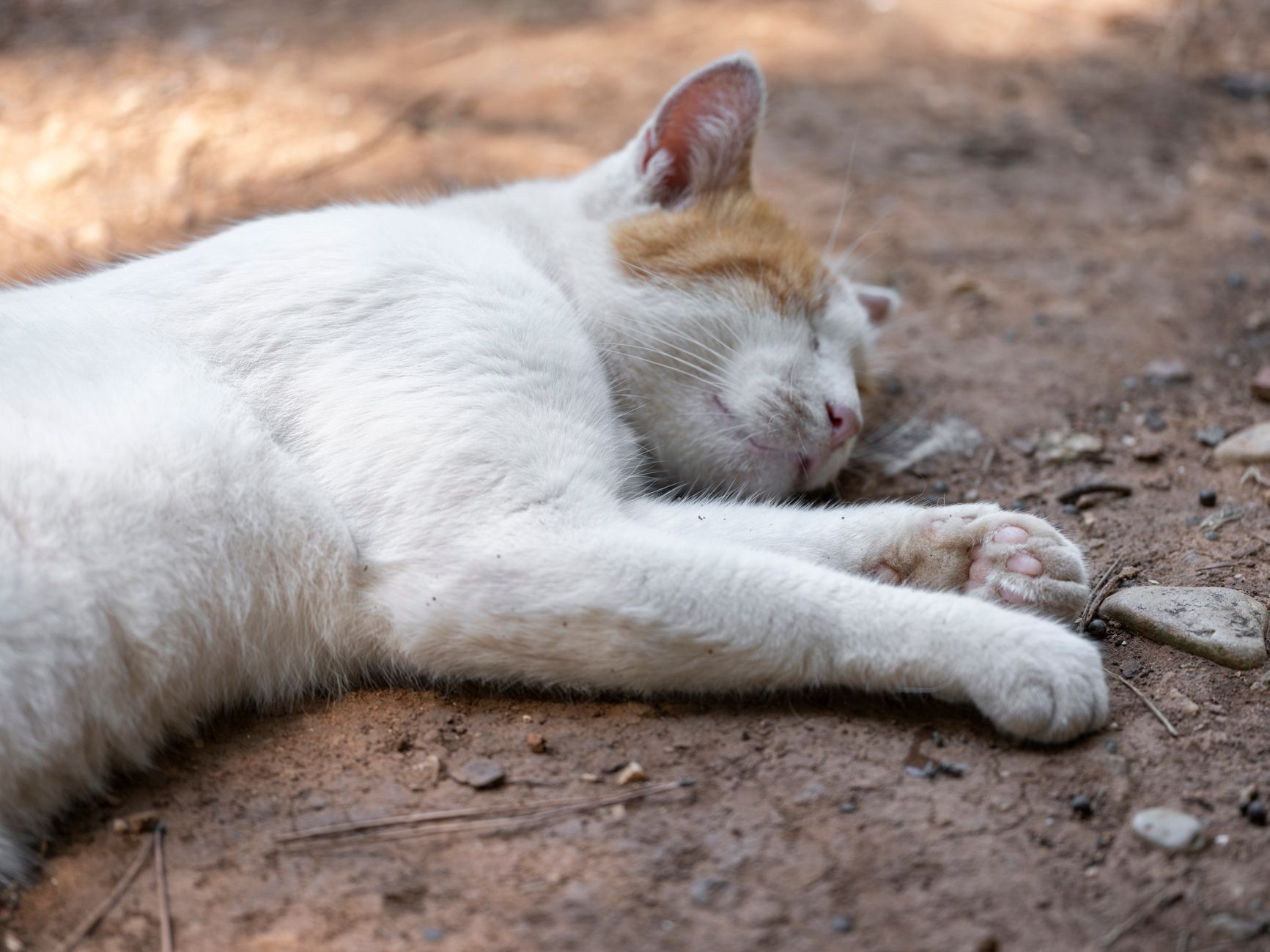 A white and ginger cat peacefully sleeping on a dirt path in natural sunlight.
