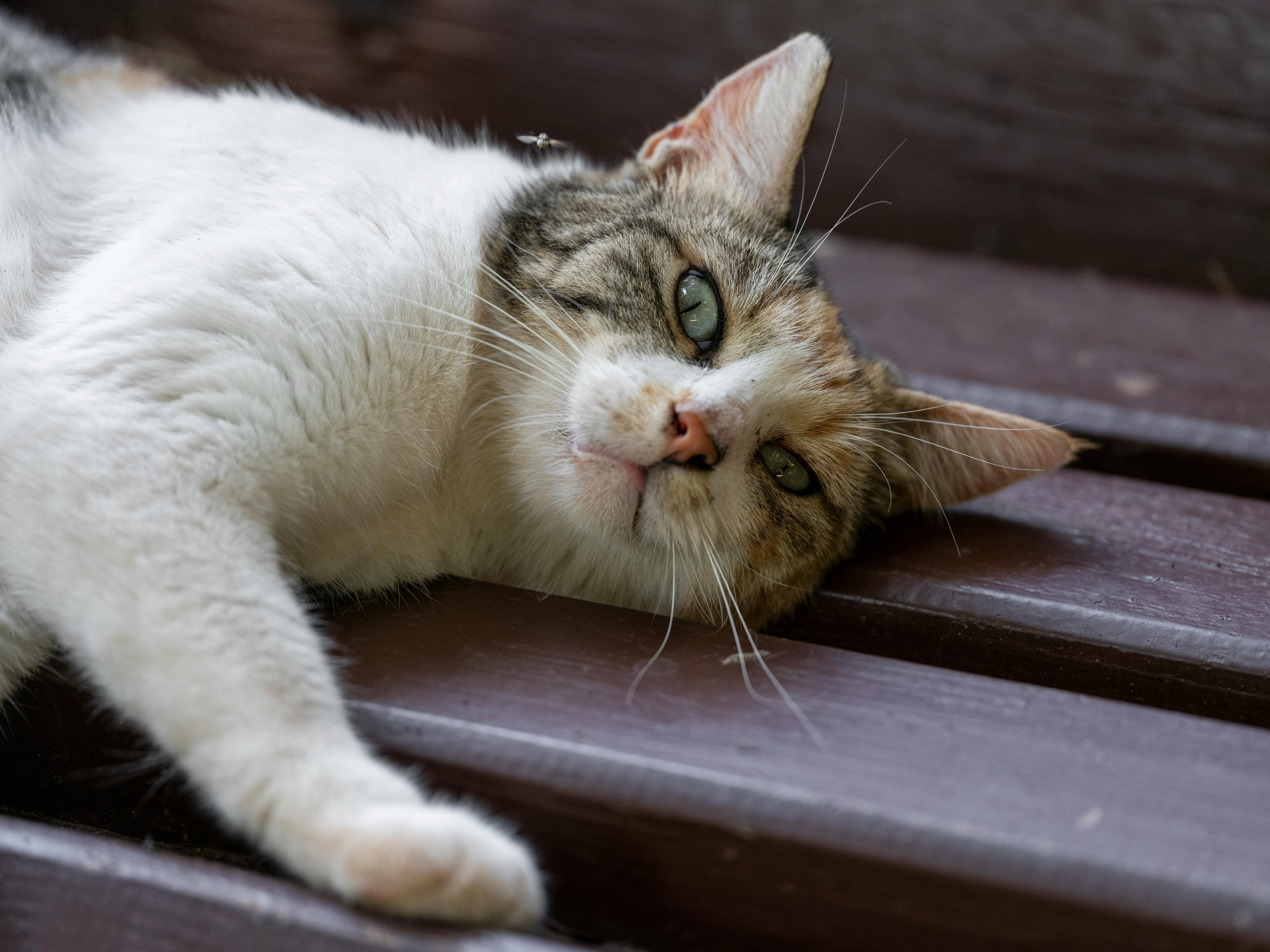 Lazy Loading untuk Gambar dan Iframe