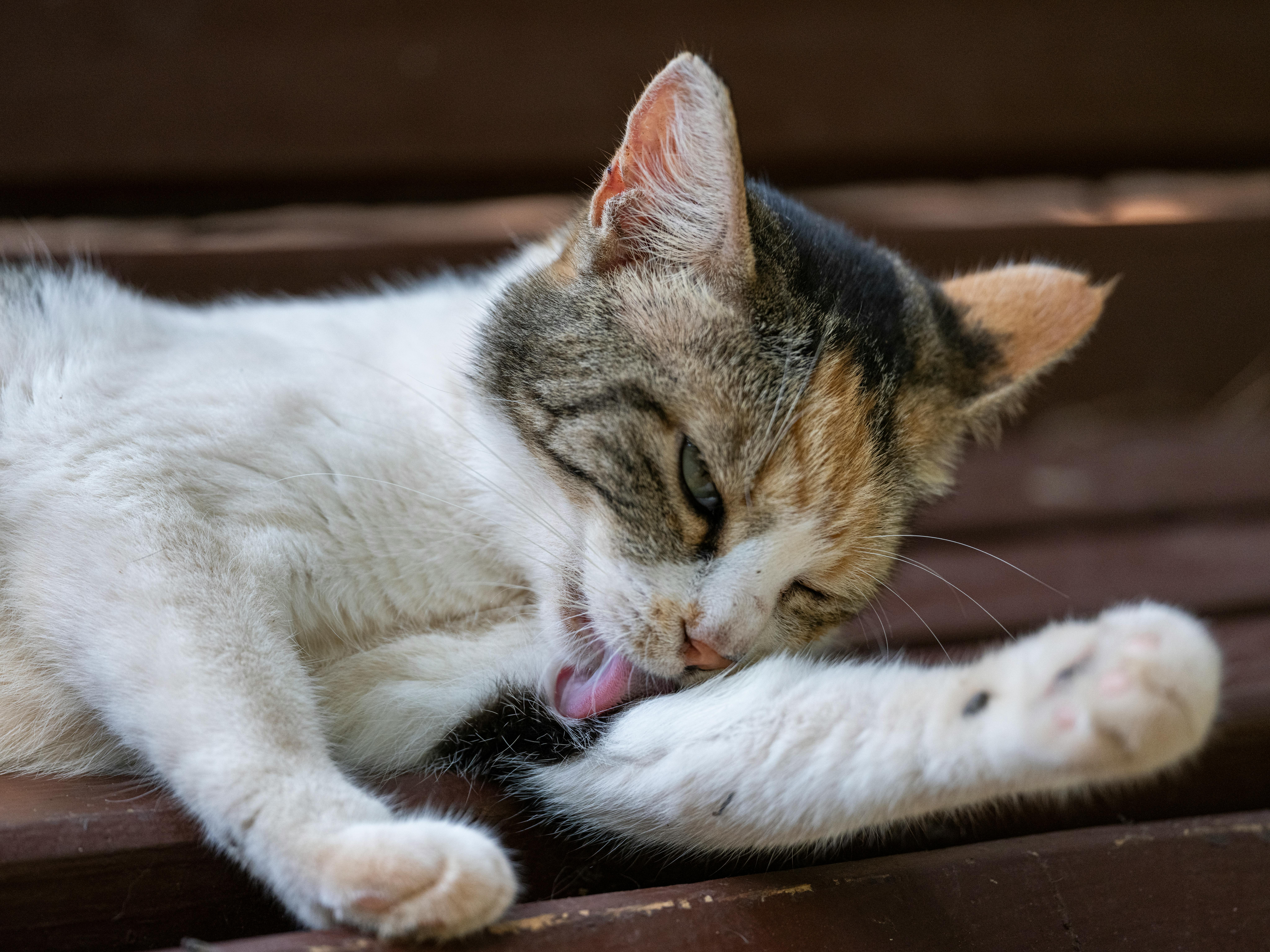 pet care pet grooming — Photo by Engin Akyurt on Pexels