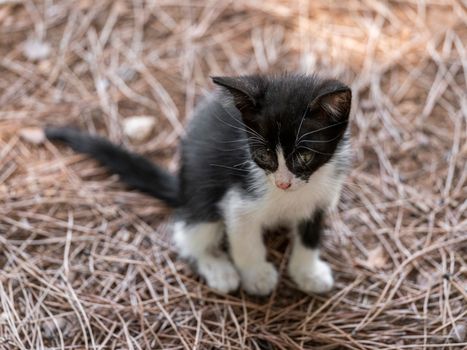 Charming black and white kitten sitting calmly amidst a bed of pine needles outdoors.