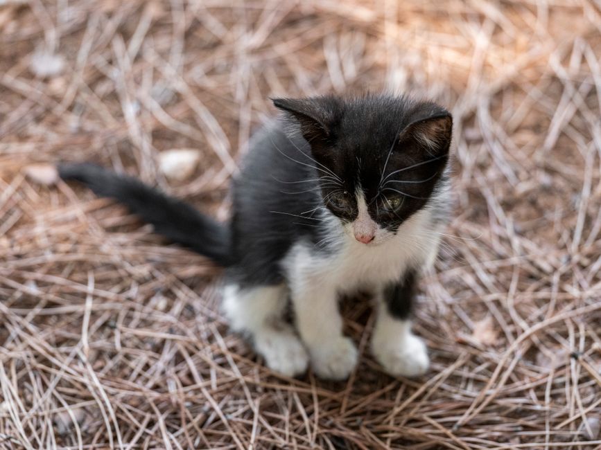 Charming black and white kitten sitting calmly amidst a bed of pine needles outdoors.