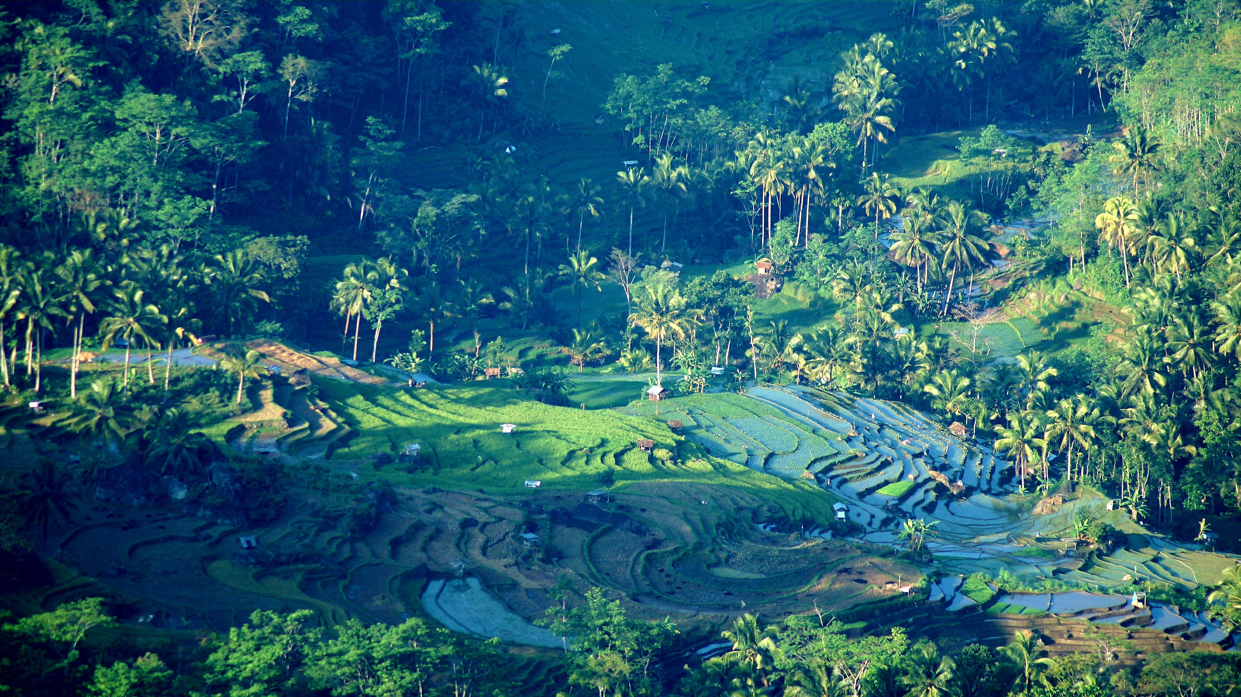 Aerial View of Lush Bali Rice Terraces · Free Stock Photo