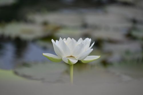 Free Close-up of a white lotus flower blooming in calm waters, showcasing natural beauty and tranquility. Stock Photo