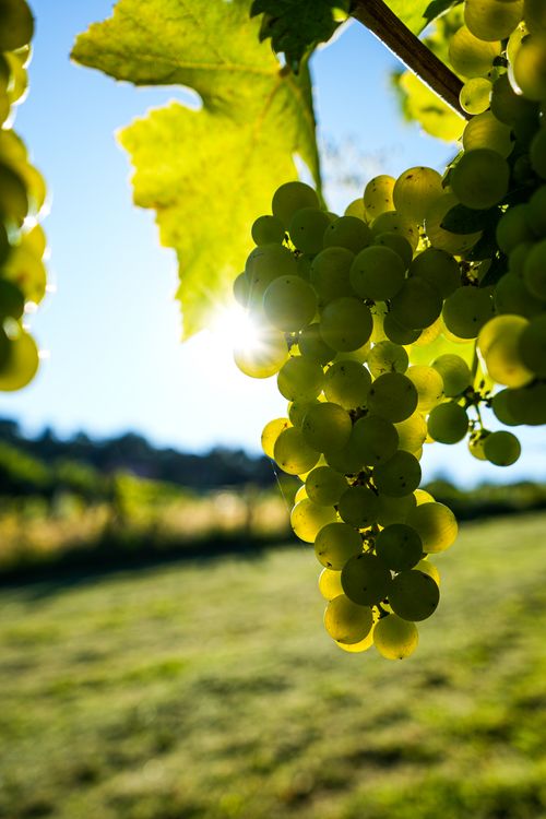 Gratuit Photos gratuites de agricole, agriculture, agronomie Photos