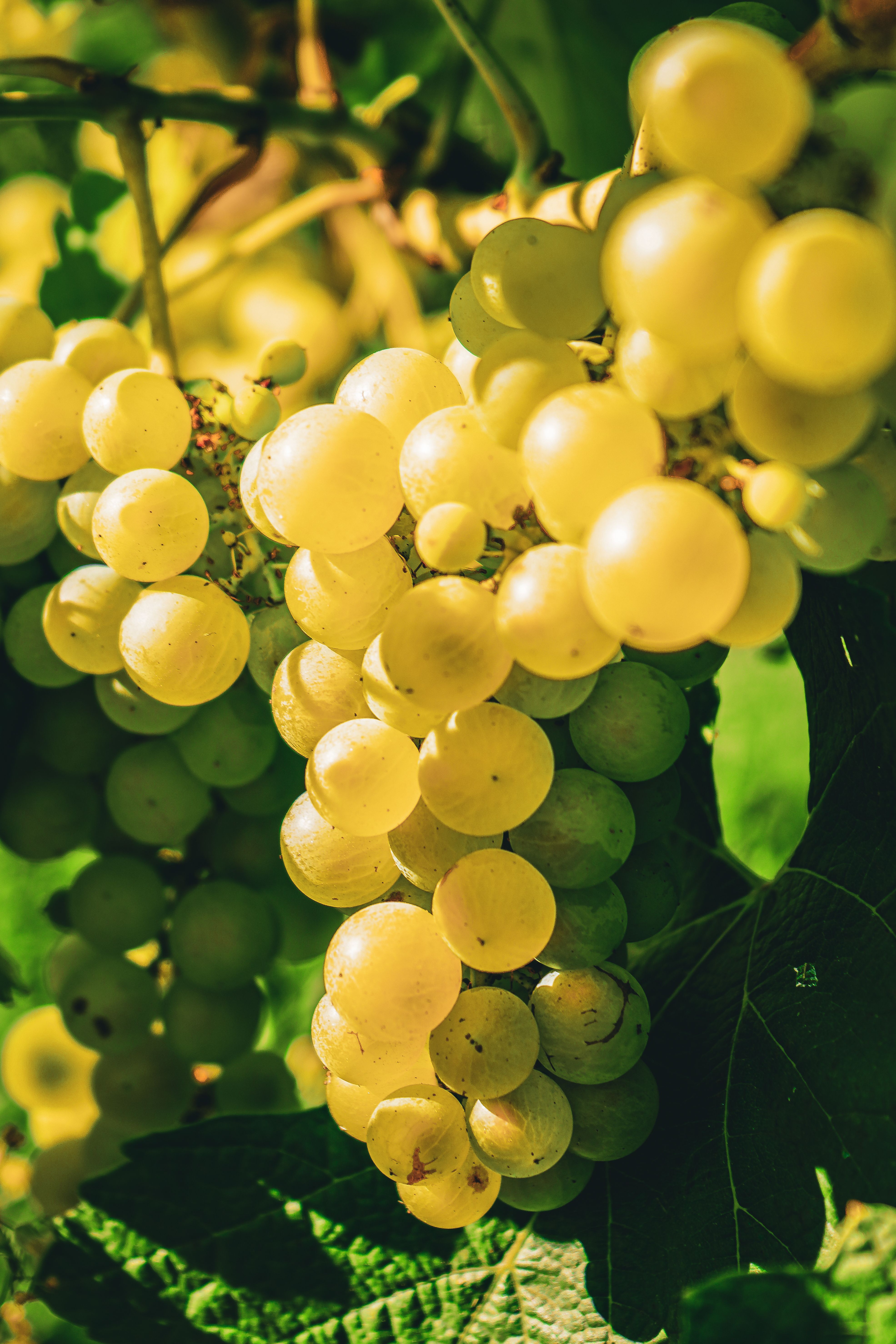 Close-up of sunlit green grapes hanging in a vineyard, showcasing their juicy freshness.