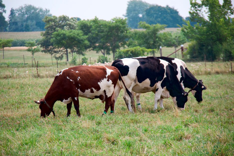 Ottawa Greenbelt Farmers Speak Up as NCC Refreshes Master Plan