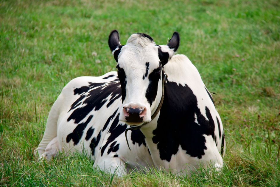 Kawartha Dairy Is Opening a New Location in Ottawa's Orléans
