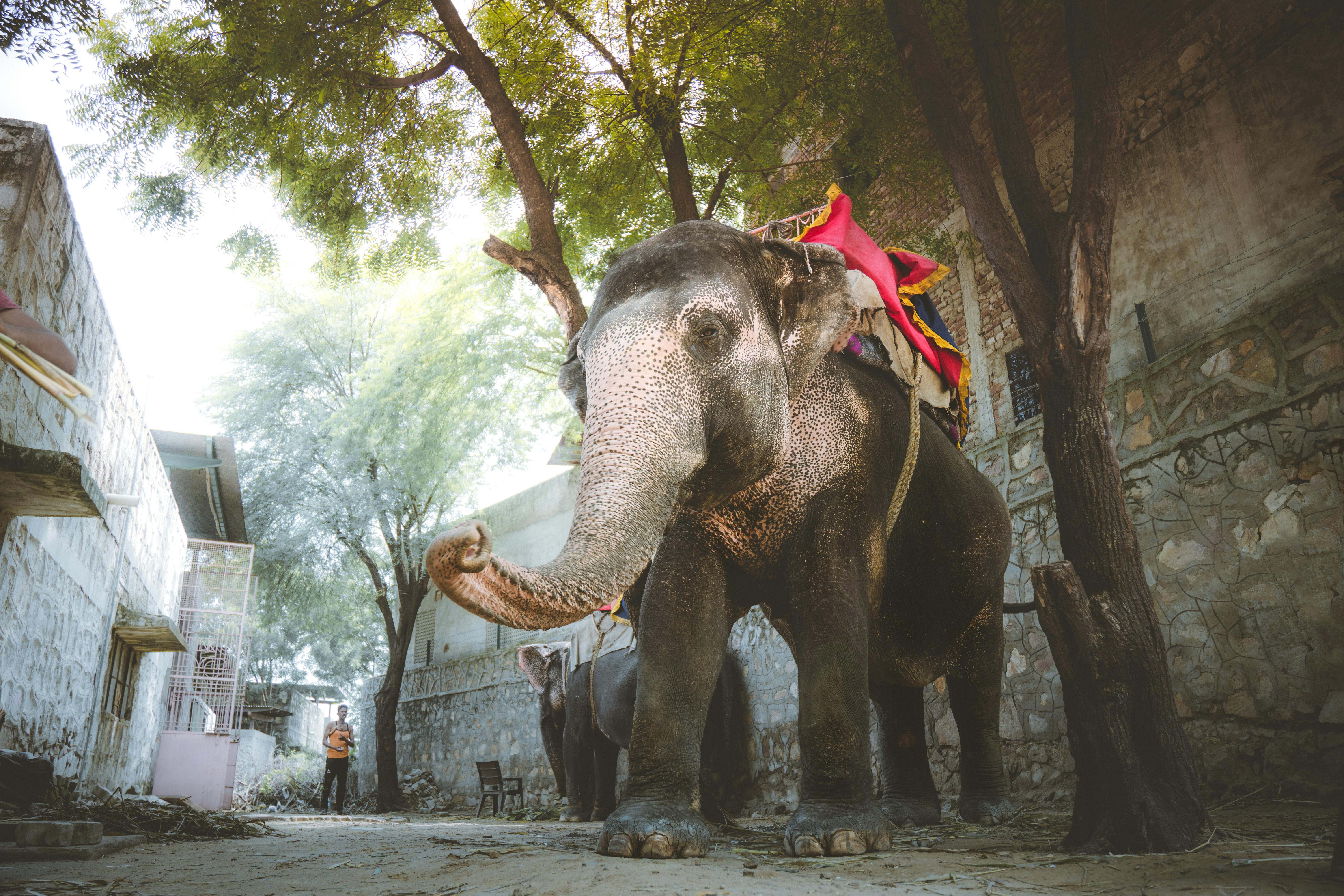 grátis Um grande elefante asiático está sob as árvores em uma rua de Jaipur, exibindo sua presença majestosa. Foto profissional