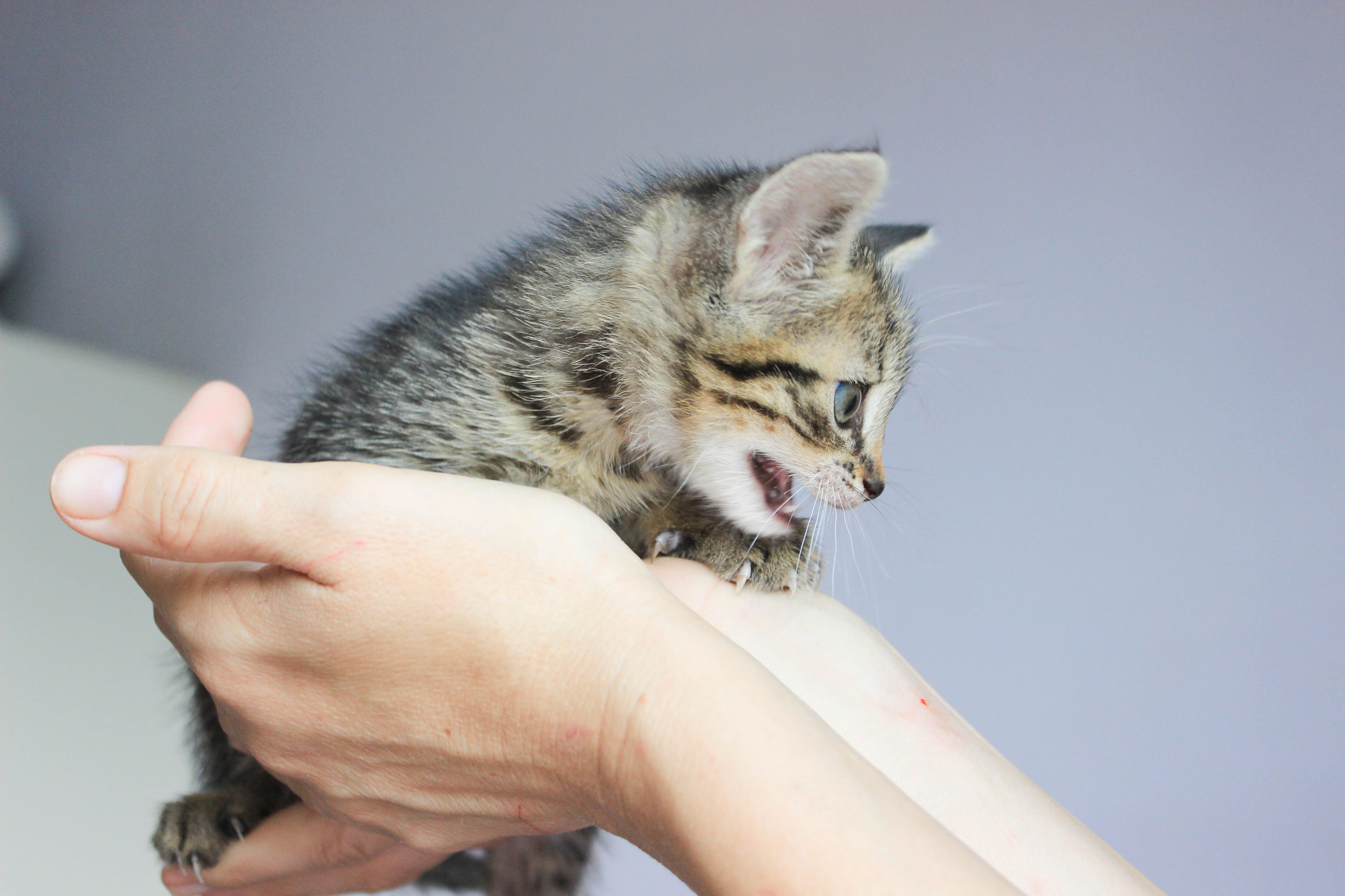 pet care, pet health, pet safety, pet grooming — Photo by Natalia Sevruk on Pexels