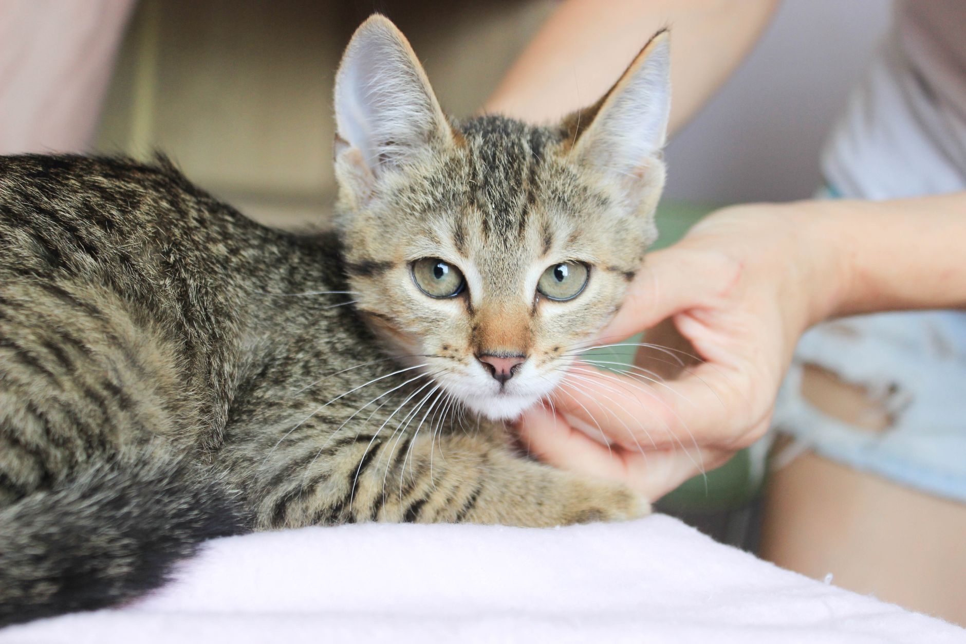 A cat undergoing diagnostic blood testing at a veterinary clinic