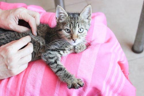 Cats Pick Laps Over Beds as Cold Air Moves In