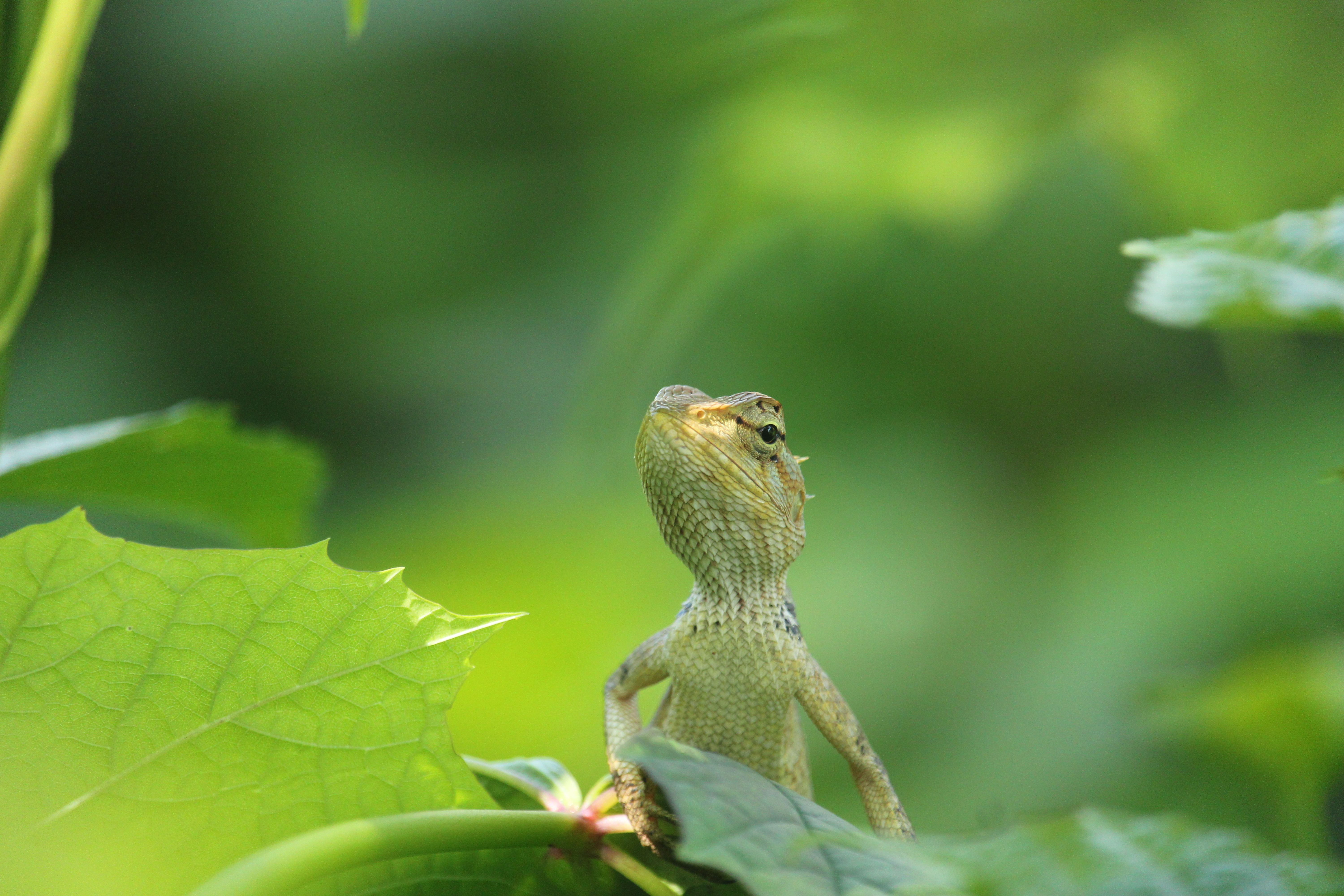 Vibrant Garden Lizard Among Green Leaves · Free Stock Photo