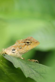 gecko photo