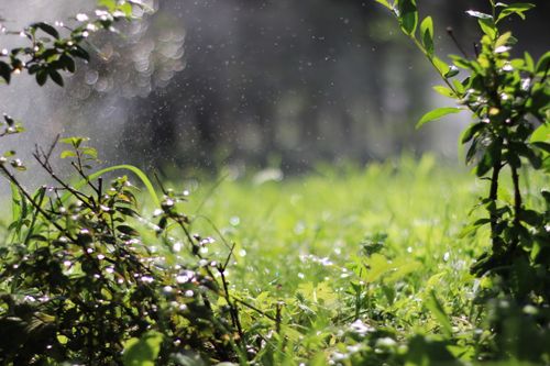 Free Close-up of dew on grass and leaves, backlit by morning sunlight, creating a serene and natural scene. Stock Photo