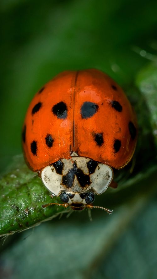 Free Macro shot of a ladybird on a green leaf, showcasing vivid red and black contrast, São Paulo, Brazil. Stock Photo