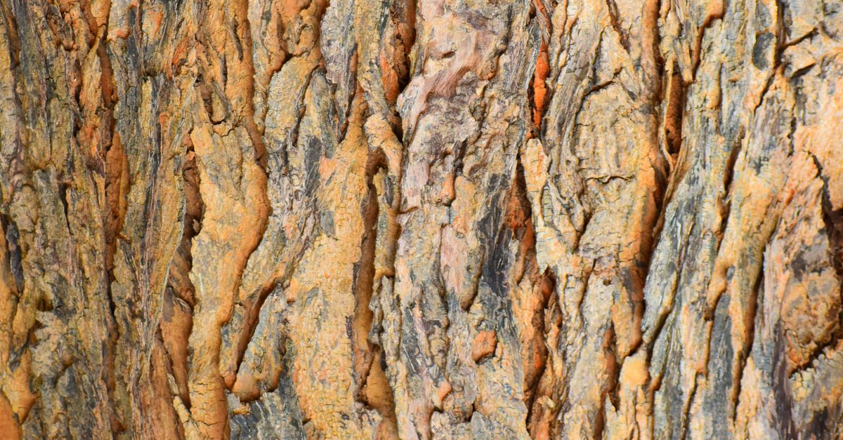 Close-up of Rough Textured Tree Bark · Free Stock Photo