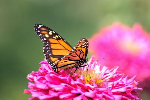 Free A stunning monarch butterfly perched on a vibrant pink zinnia flower, showcasing nature's beauty. Stock Photo