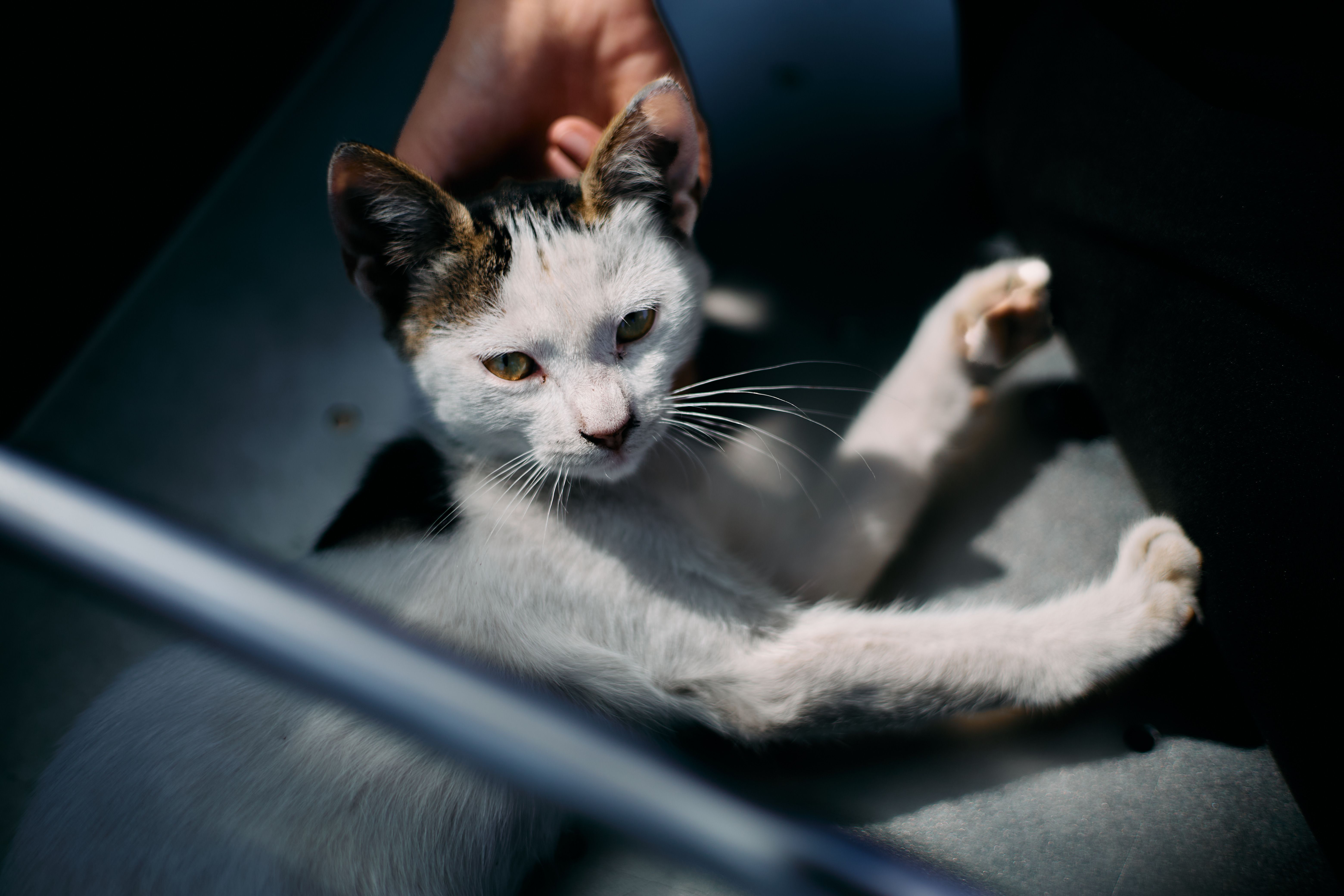 Person gently stroking a cat on their lap in soft light