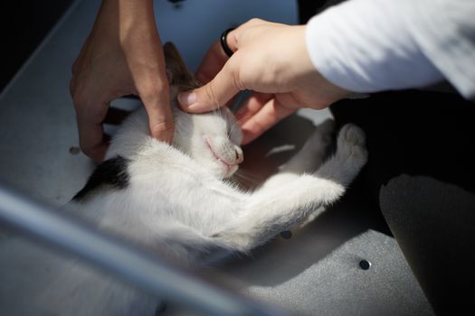 兽医正在为猫咪进行腹部B超检查