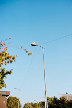 A lone seagull sits atop a streetlamp, highlighted by a clear blue sky and hint of urban scenery.