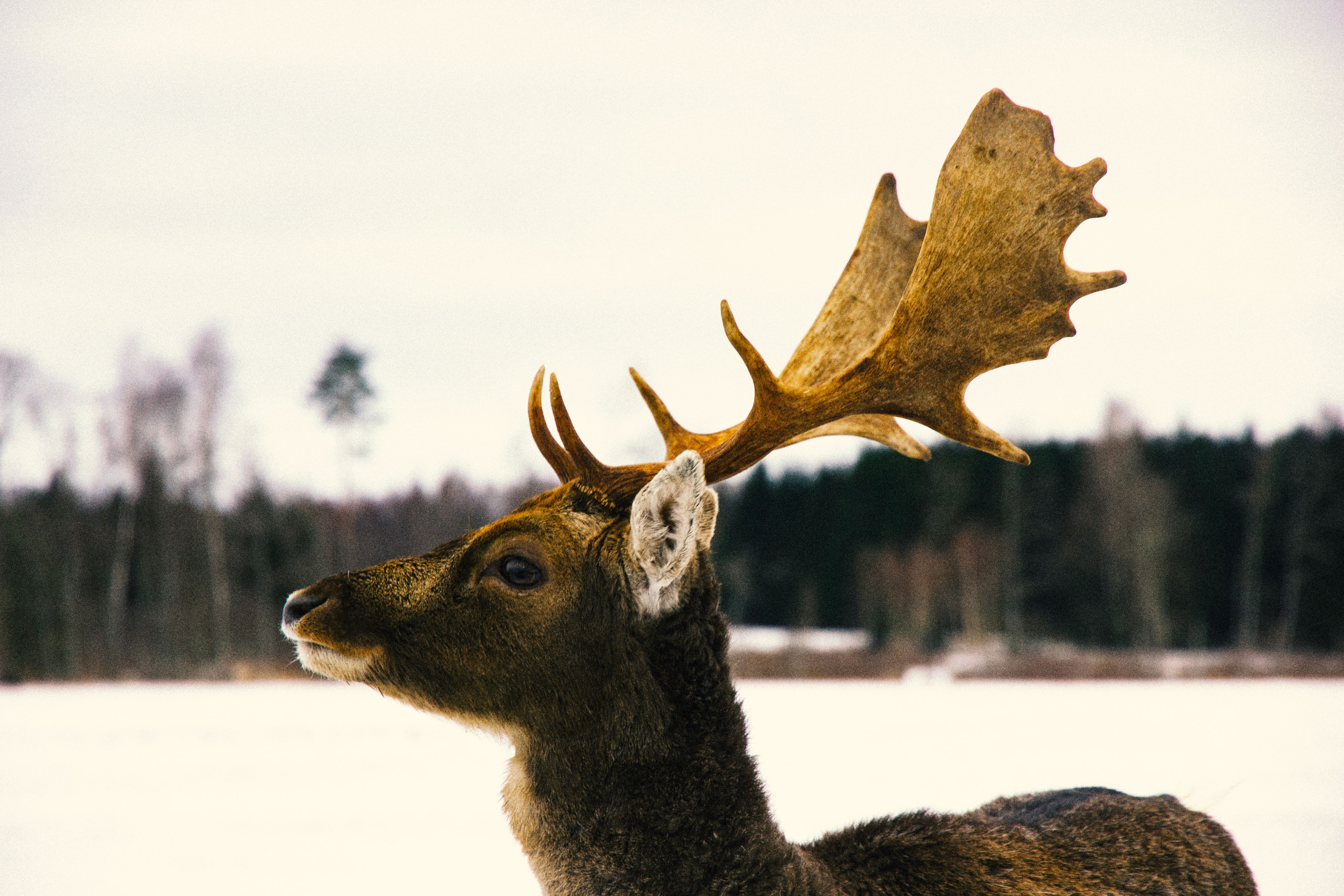 Close-up of a deer with antlers in a snowy forest setting.