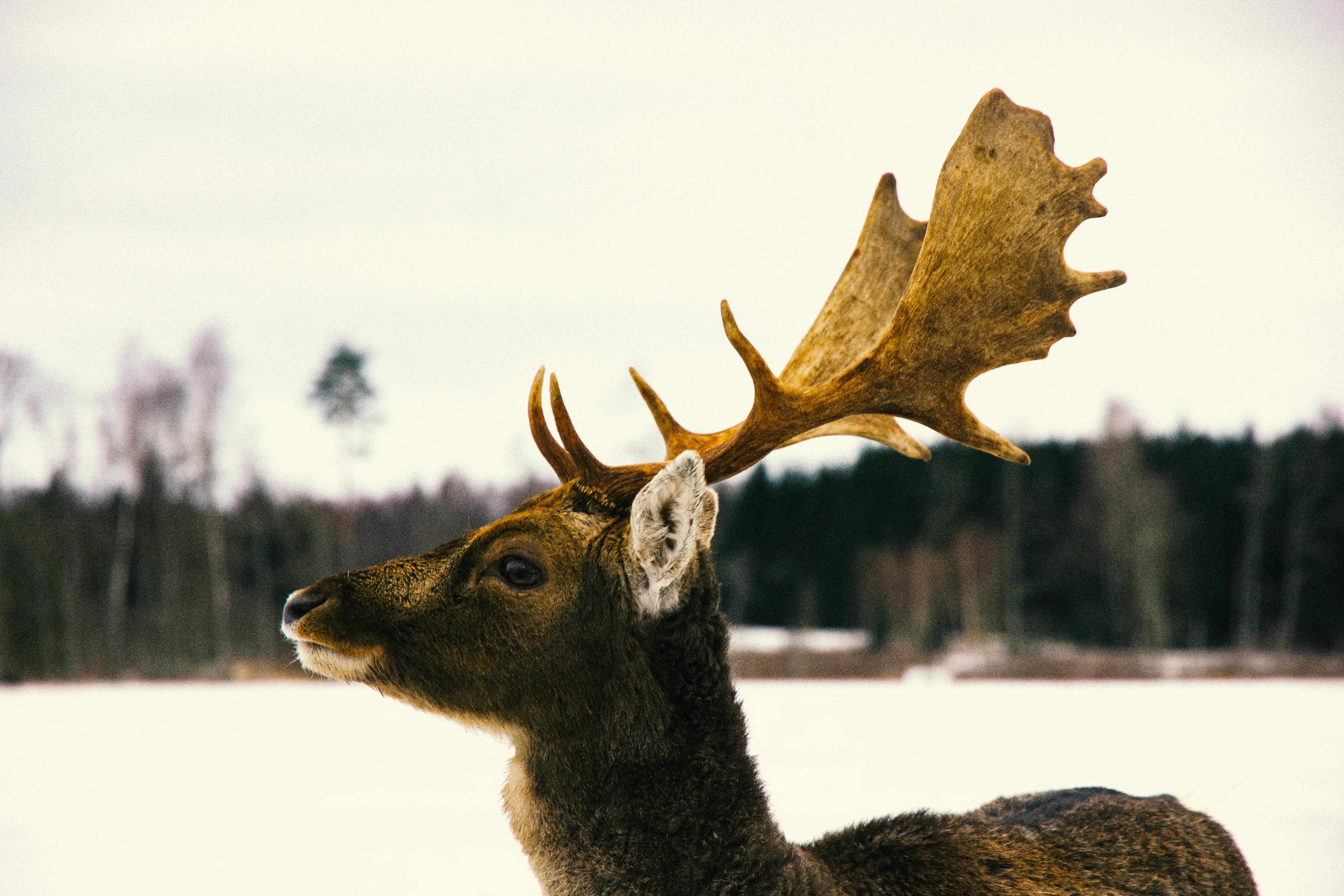 grátis Close-up de um cervo com chifres em uma floresta nevada. Foto profissional