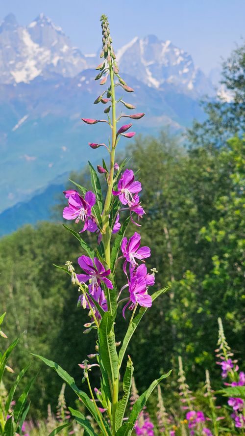 Free Purple fireweed blooming against the backdrop of the Caucasus Mountains in Georgia. Stock Photo