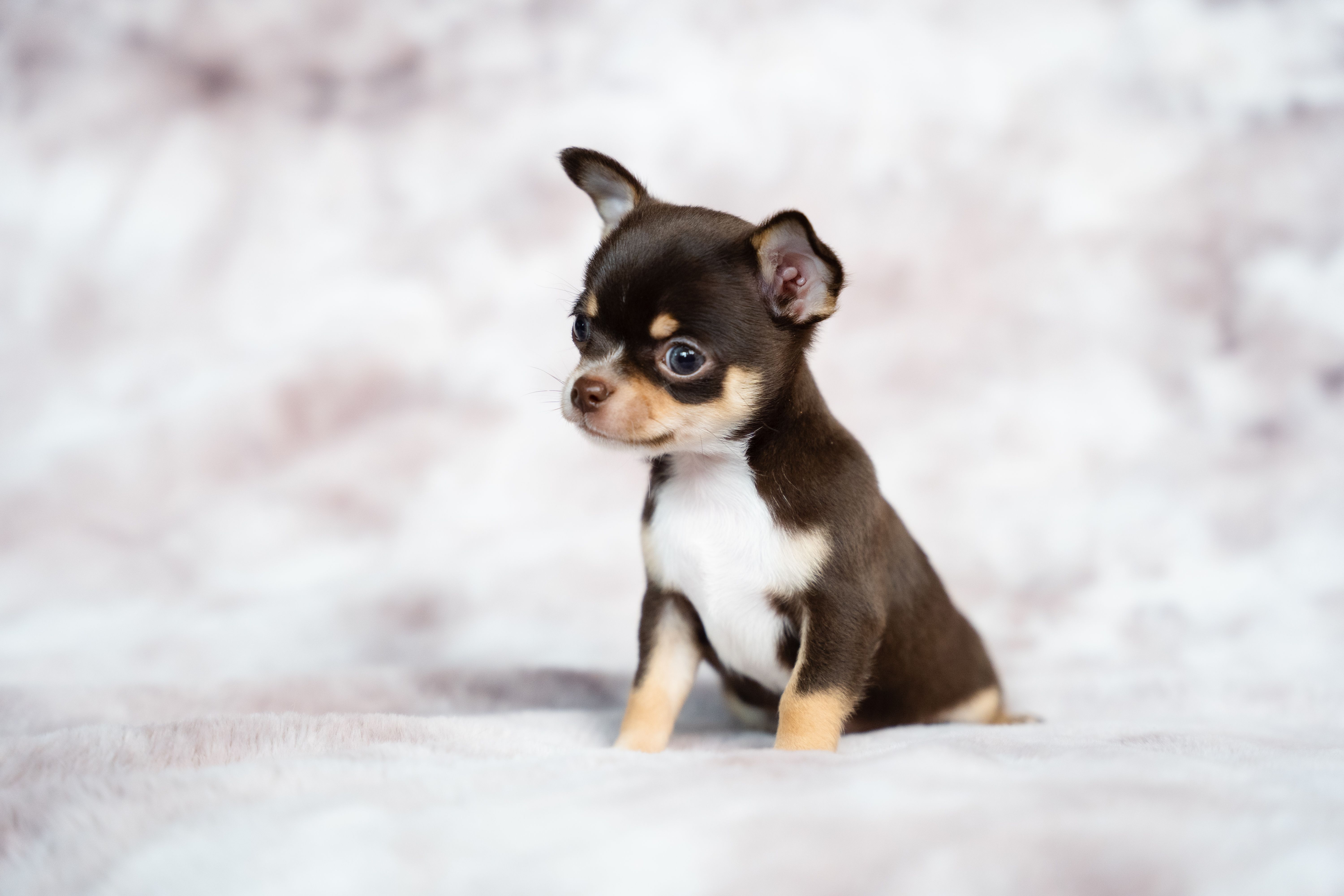 pet insurance, veterinary costs, pet health coverage, dog insurance, cat insurance, pet wellness — Photo by Clarissa   Roley 