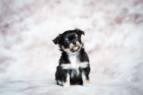 Free Adorable teacup chihuahua puppy with black and white coat in a studio setting, perfect for pet lovers. Stock Photo