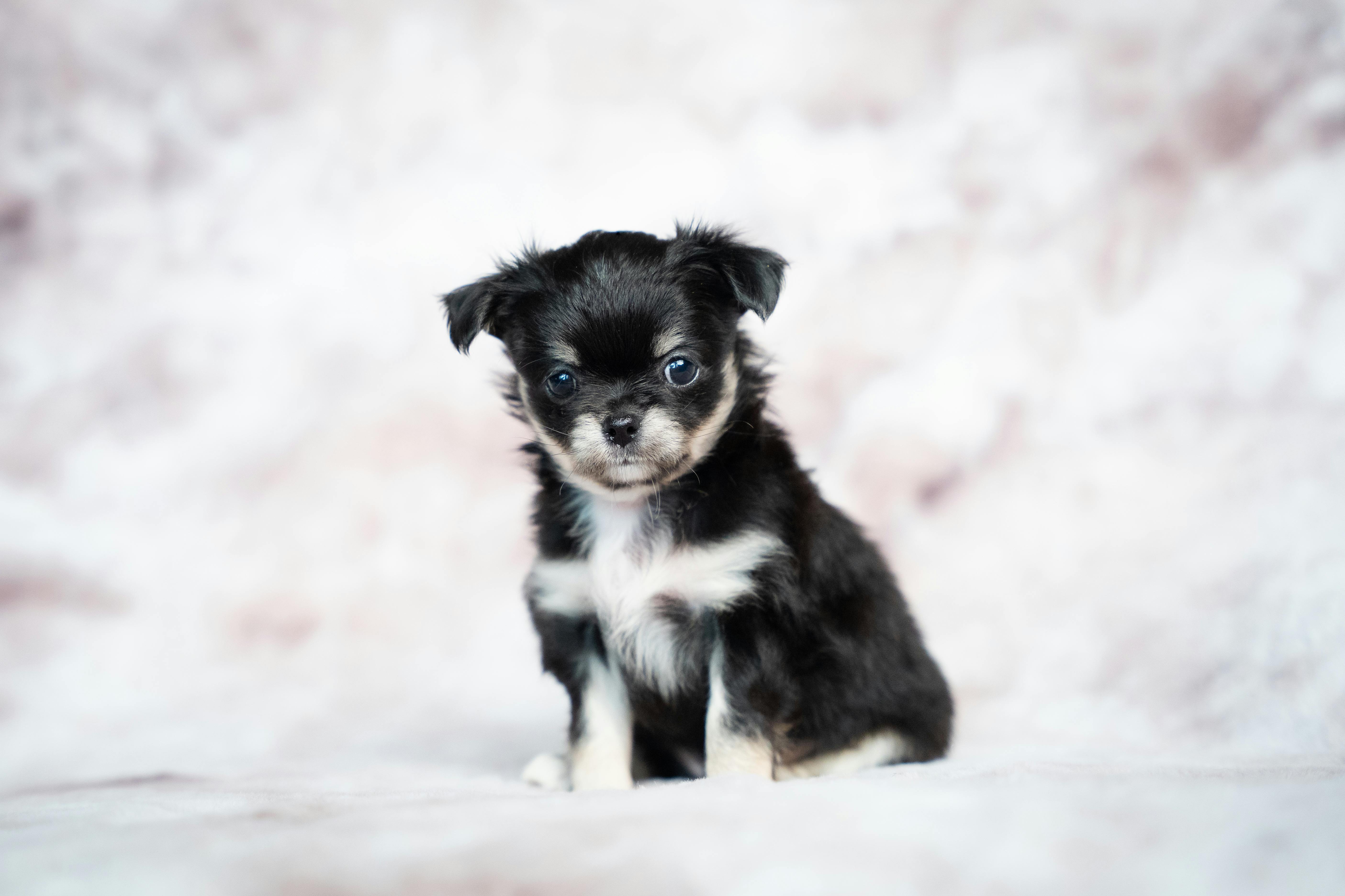 Charming black tri Chihuahua puppy with long coat, captured in a studio setting.
