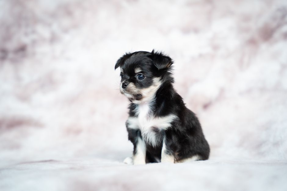 Charming portrait of a long-coat Chihuahua puppy with a soft background.
