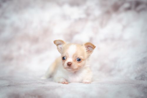 Free Cute cream Chihuahua puppy lying on soft textured background in studio setting. Stock Photo