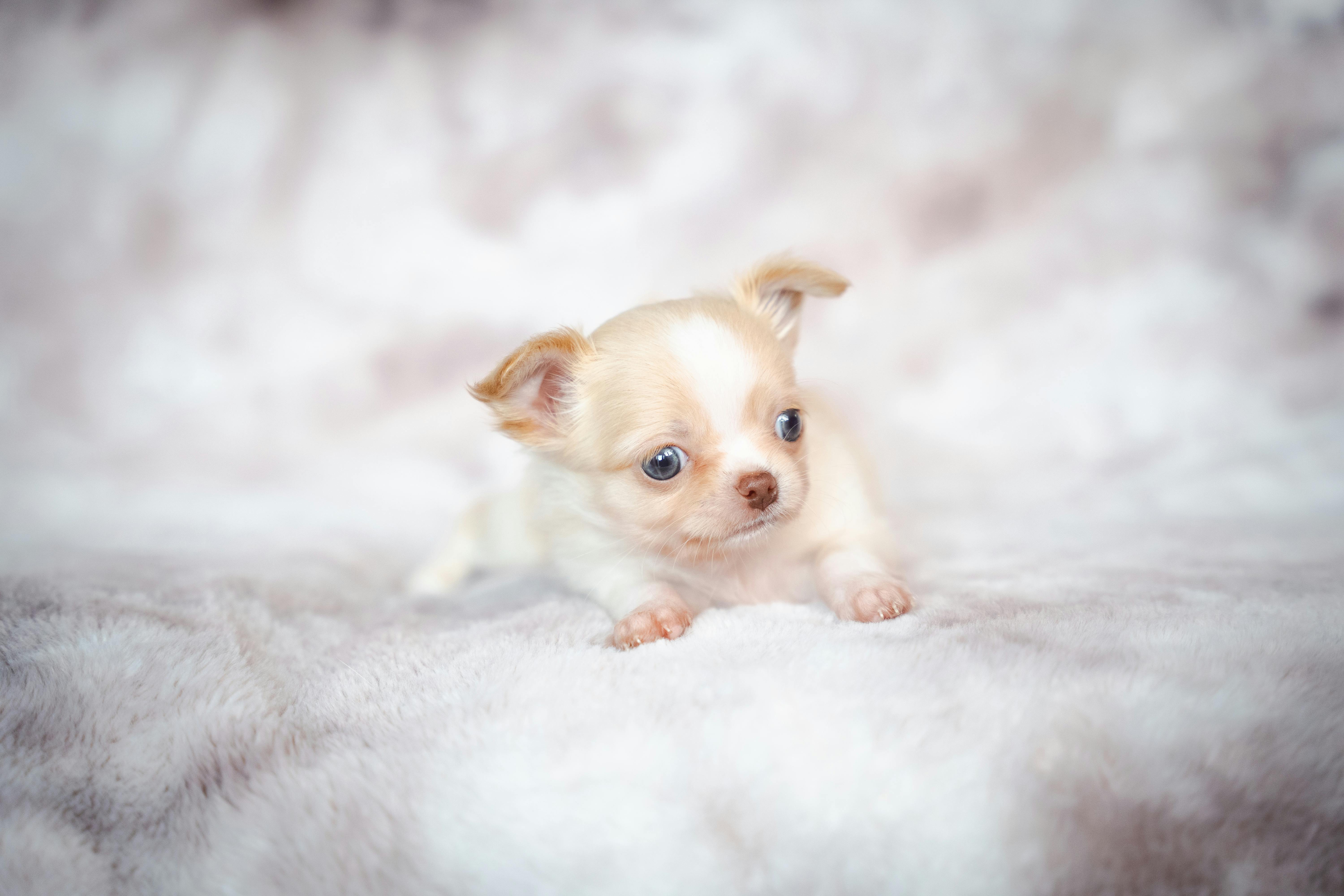 Cream Chihuahua puppy