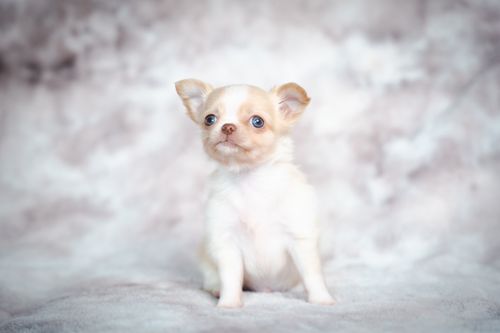 Free Cute cream colored Chihuahua puppy sitting on a soft neutral background with a curious expression. Stock Photo
