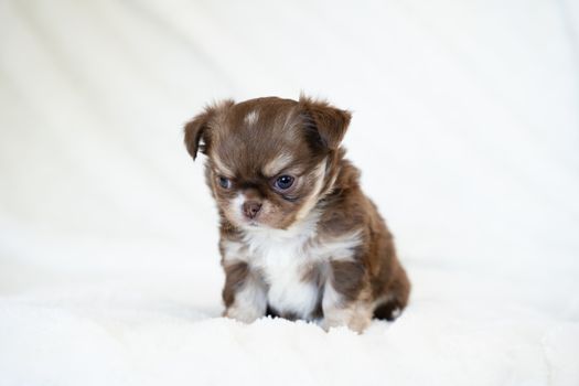 Cute brown and white long-haired Chihuahua puppy sitting on a soft blanket.