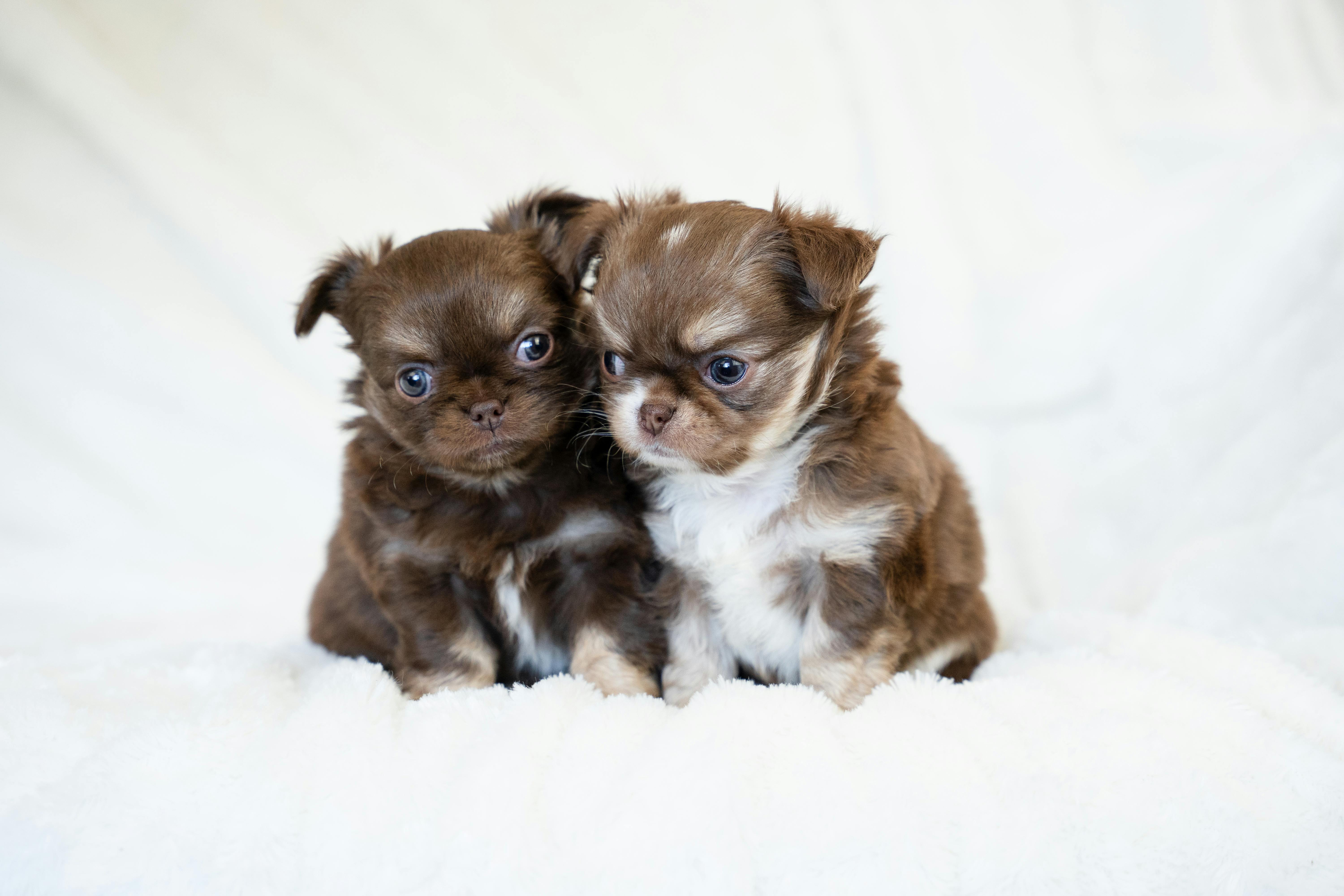 Two fluffy brown Chihuahua puppies sit close together on white bedding.