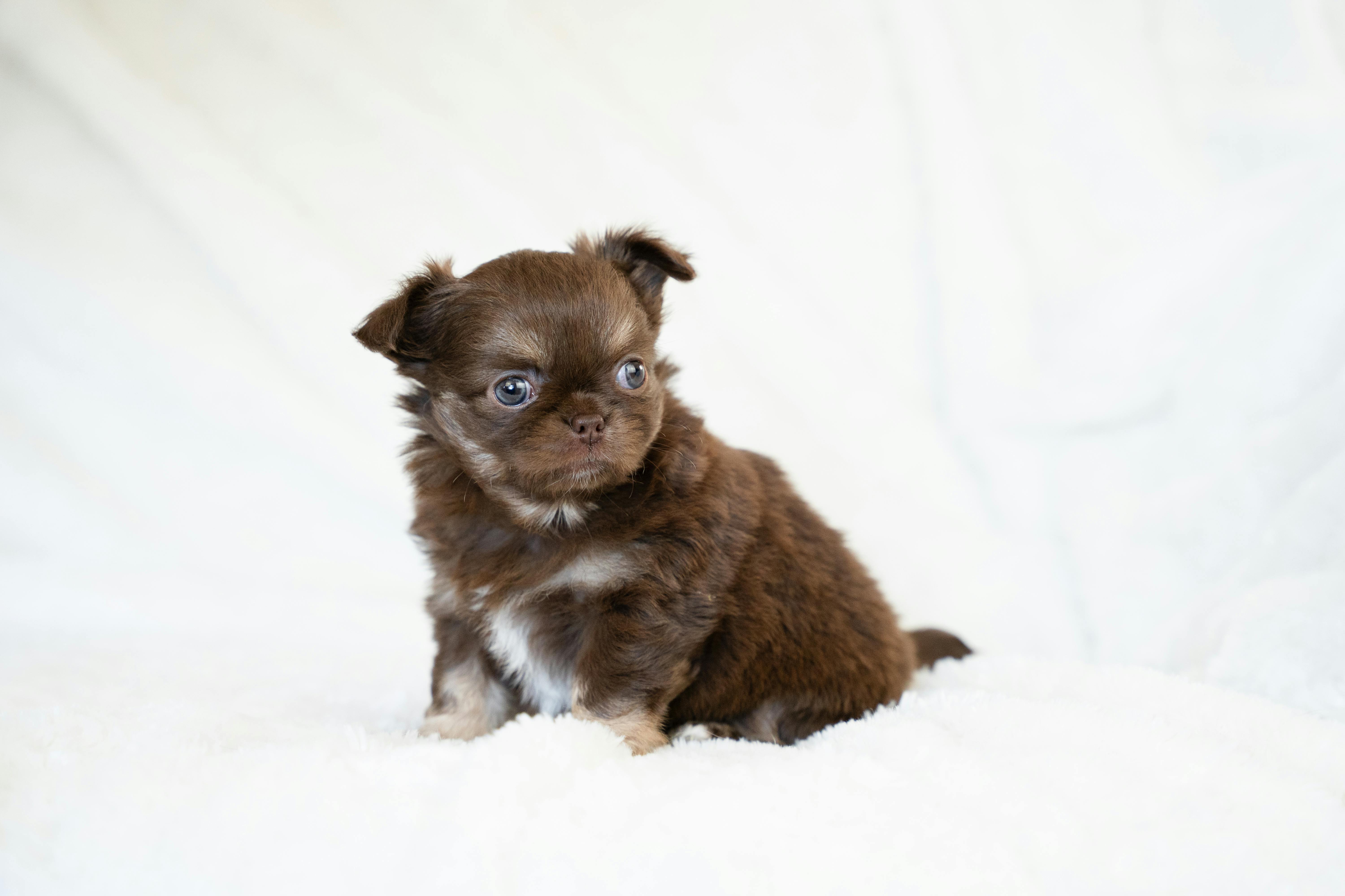 Chocolate Chihuahua puppy