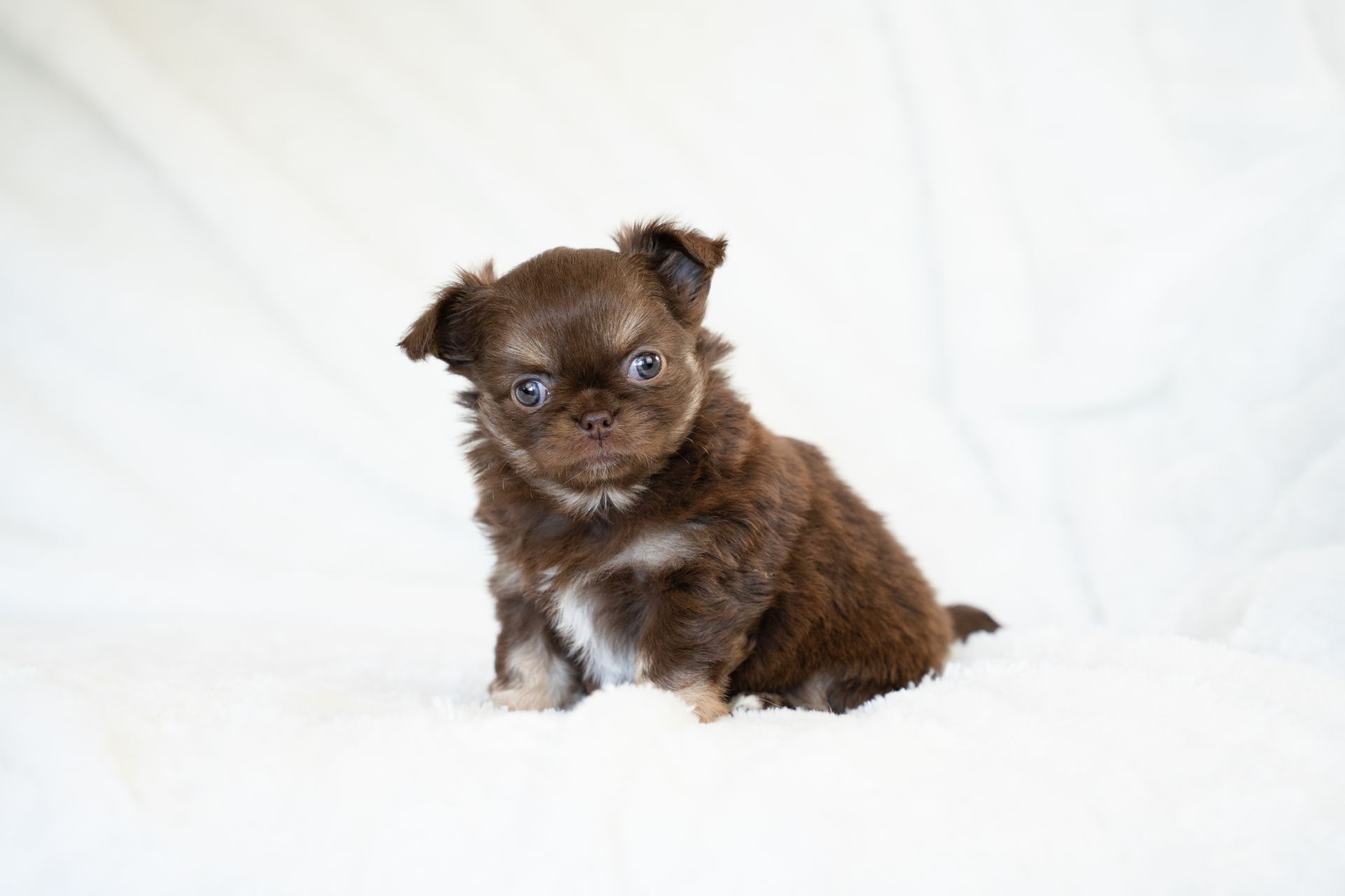 Charming chocolate brown Chihuahua puppy with fluffy coat sitting on white background.