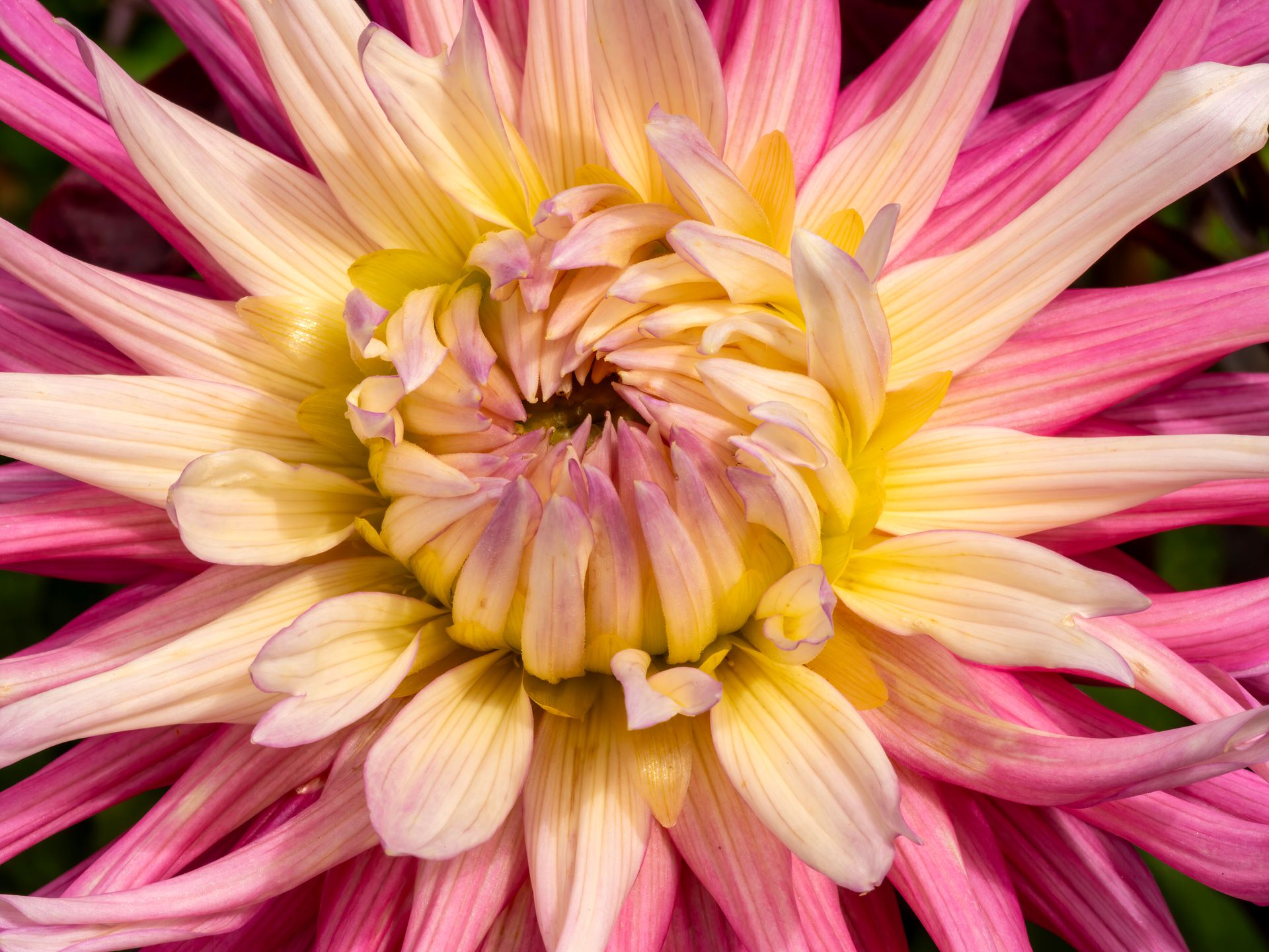 Close-up of a vibrant pink and yellow dahlia flower in full bloom, showcasing its intricate layers and vivid colors.