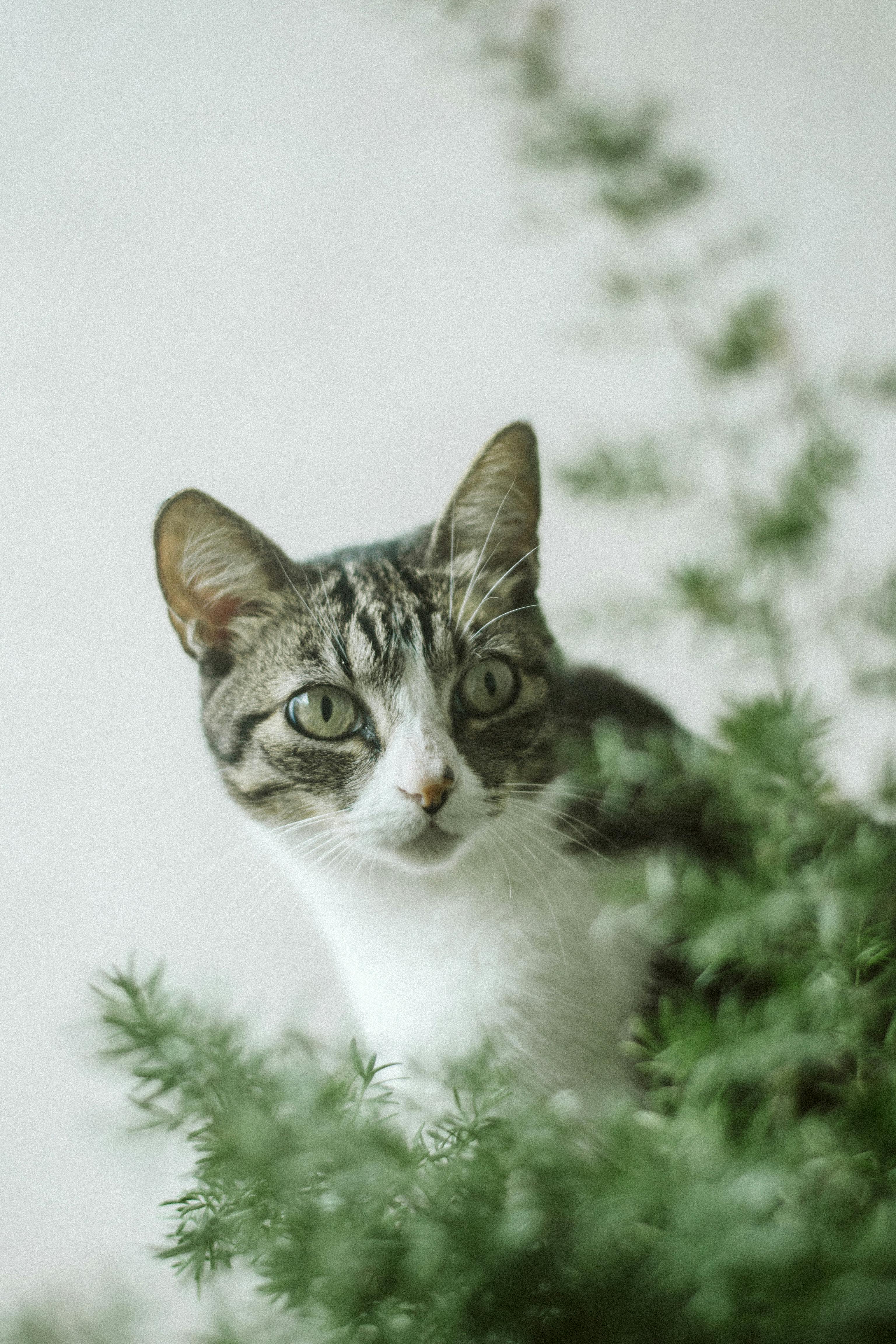 一只好奇的虎斑猫从郁郁葱葱的绿植间向外张望，露出它明亮的眼睛和胡须
