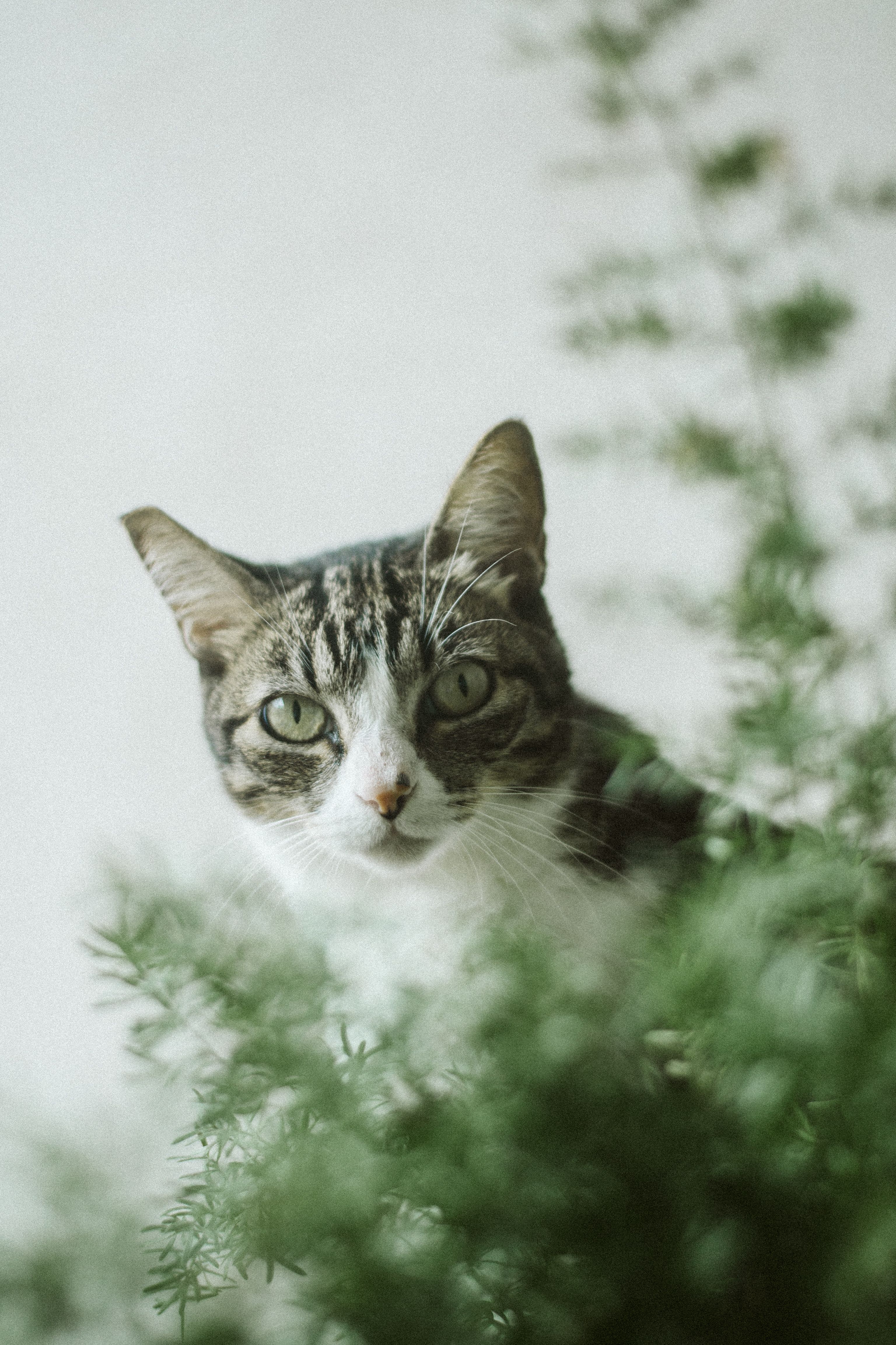 一只虎斑猫从绿叶间好奇地窥视，展现出优雅的姿态