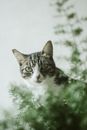一只虎斑猫从绿叶间好奇地窥视，展现出优雅的姿态