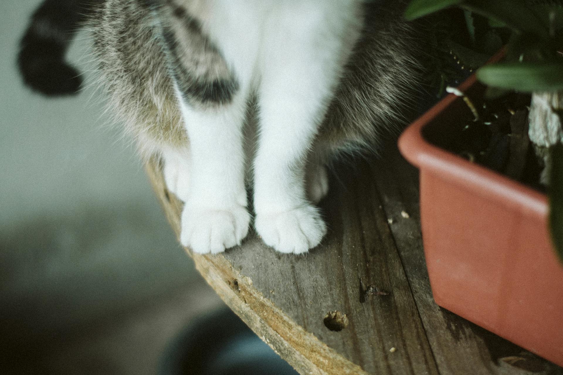 Close-Up Photo Of Cat's Paw