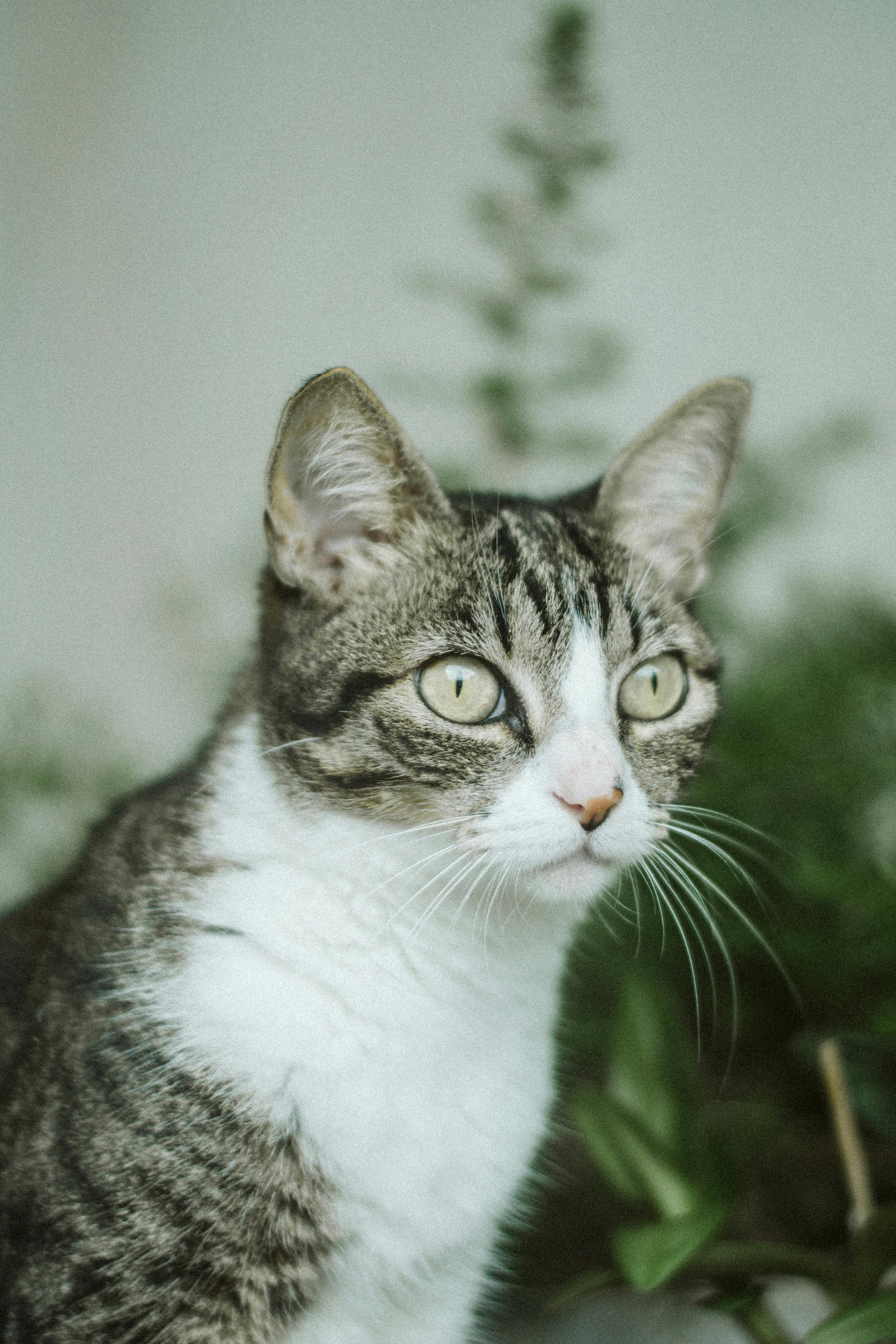 blue gray tabby cat