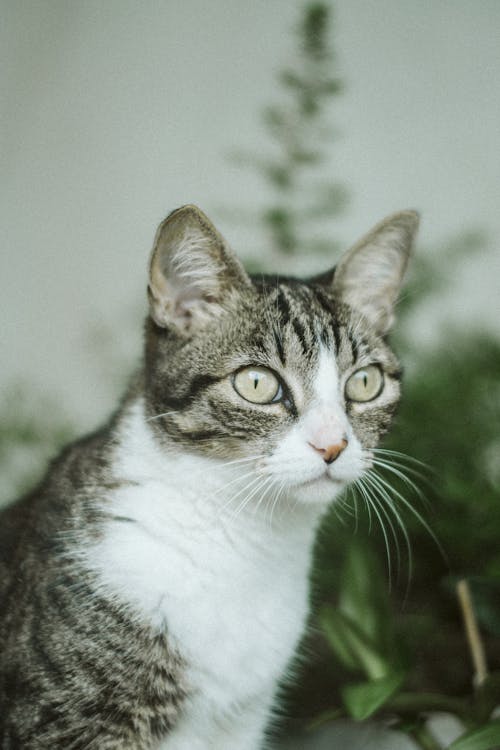 免费 灰色虎斑猫的照片 素材图片