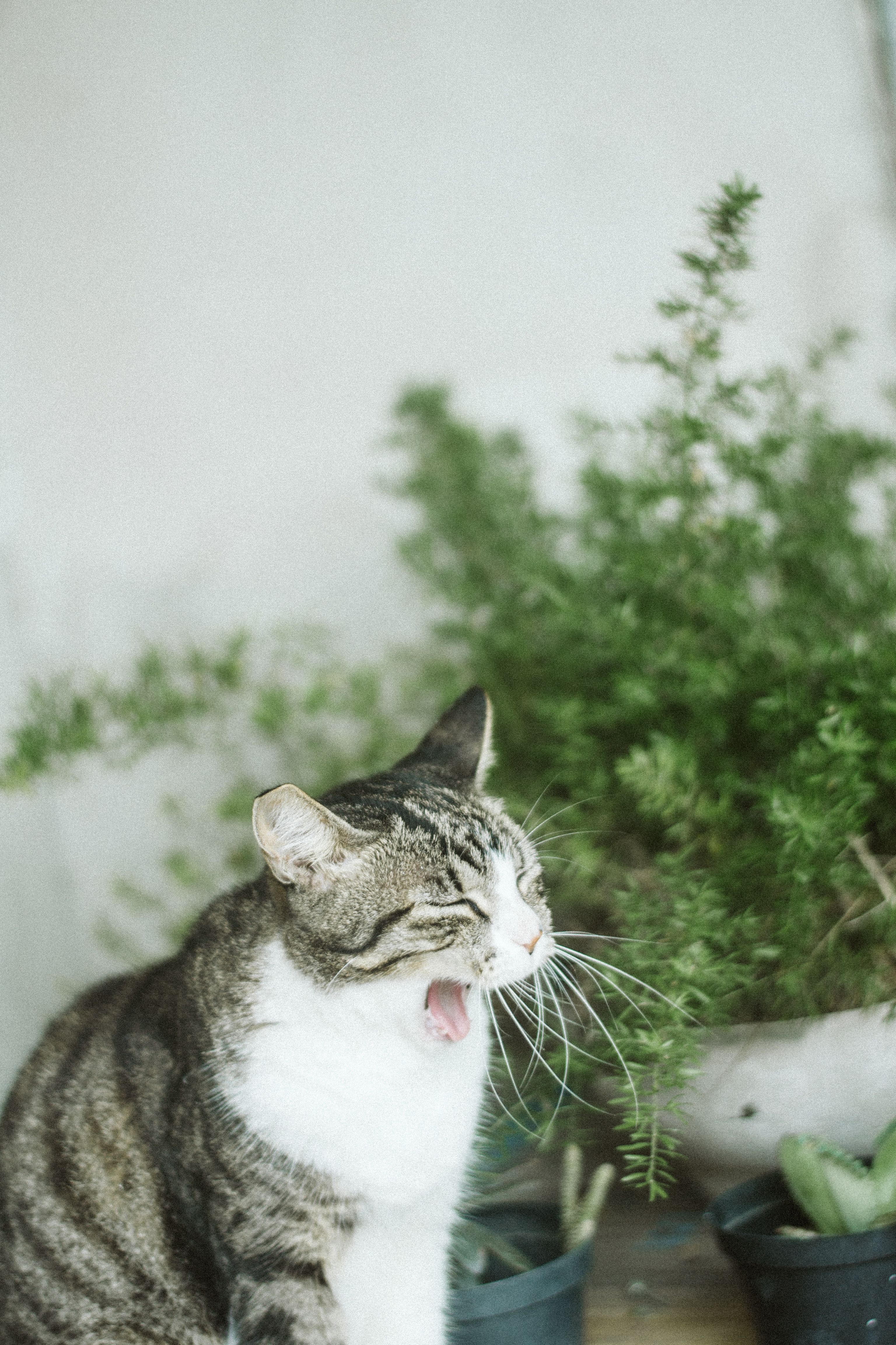 一只虎斑猫在室内打着哈欠，背后是郁郁葱葱的绿色植物，平添了几分暖意